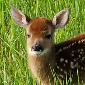 Meet your Posher, Marcie